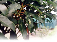 霊鷲寺サザンカ